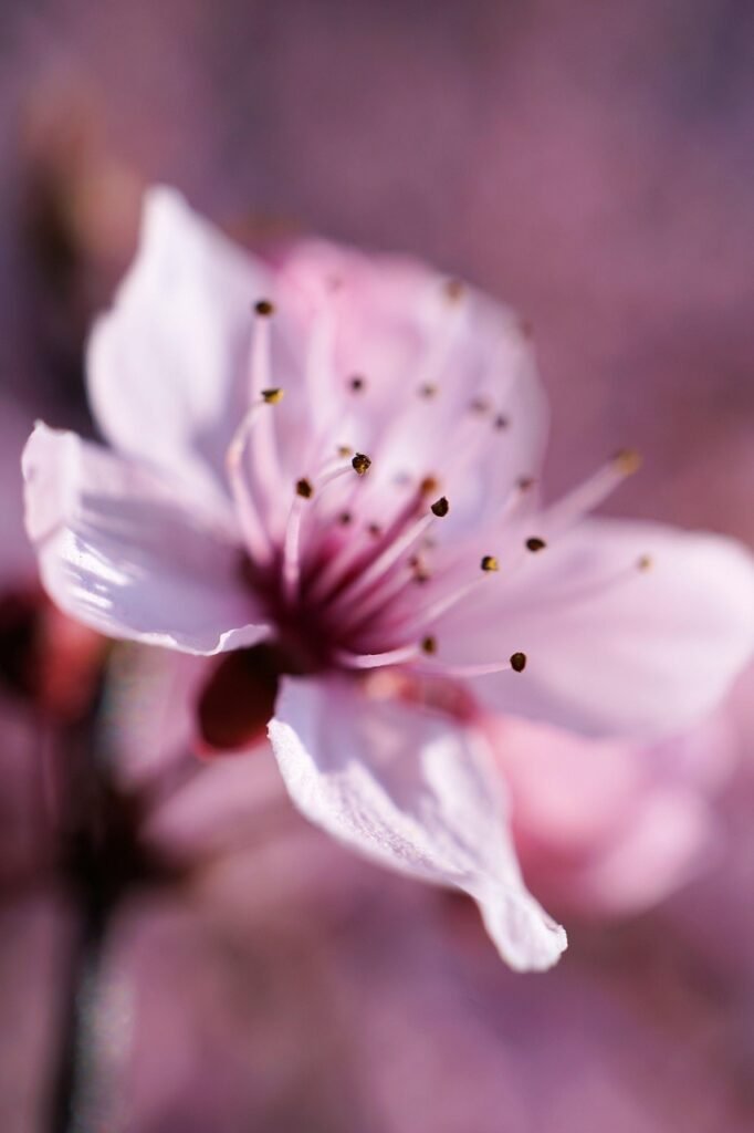 cherry, blossom, bloom, flower, plant, nature, flower background, petal, leaf, garden, bud, floral, growth, tree, close up, cherry wood, fresh, bright, season, beautiful flowers, park spring, sun, landscape, mood, cherry tree, iphone wallpaper, pink nature, pink spring, pink flower, flower wallpaper, pink sun, pink landscape, pink tree, pink wood, pink garden, pink plant, pink wallpaper, pink leaf, pink growth, pink park, pink gardening, pink iphone, pink leaves, pink plants, pink natural, pink closed
