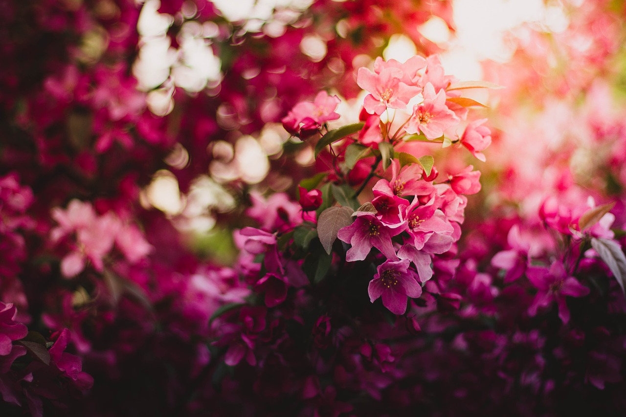 pink, flowers, beautiful flowers, flower background, bloom, blossom, flora, nature, pink flowers, flower wallpaper, petals, pink petals, floriculture, horticulture, botany, plants, flowering plants, garden, flower garden
