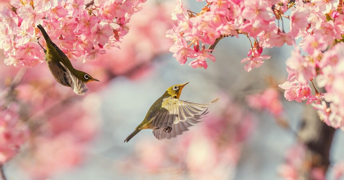 bird, cherry blossoms, pink flower, spring, japan, natural, white-eye, flying, birds in flight, nature, pink