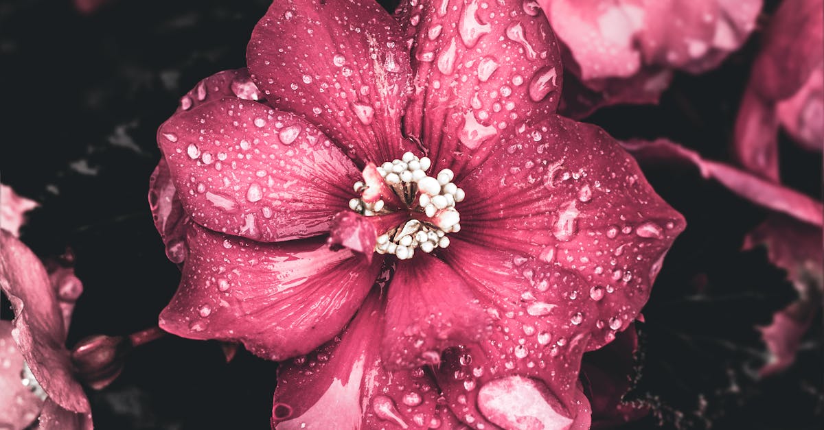 pexels-photo-2251822-2251822 Beautiful pink Begonia flowers with dewdrops, showcasing natural elegance and vibrancy.
