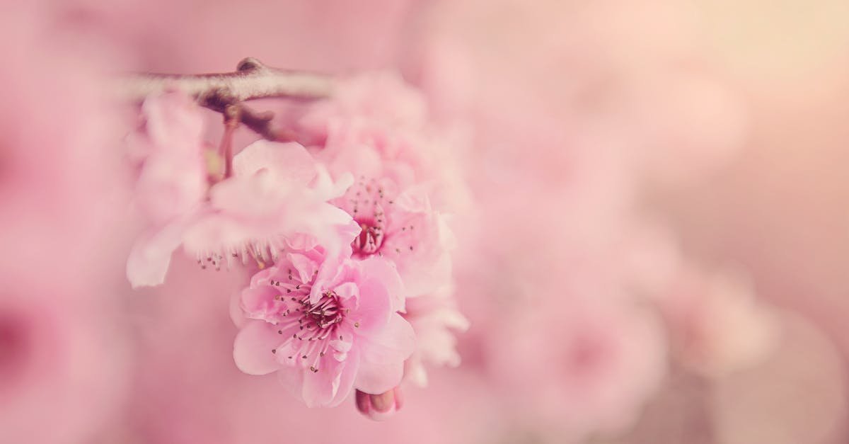 Delicate pink cherry blossoms in bloom with a soft pastel background.