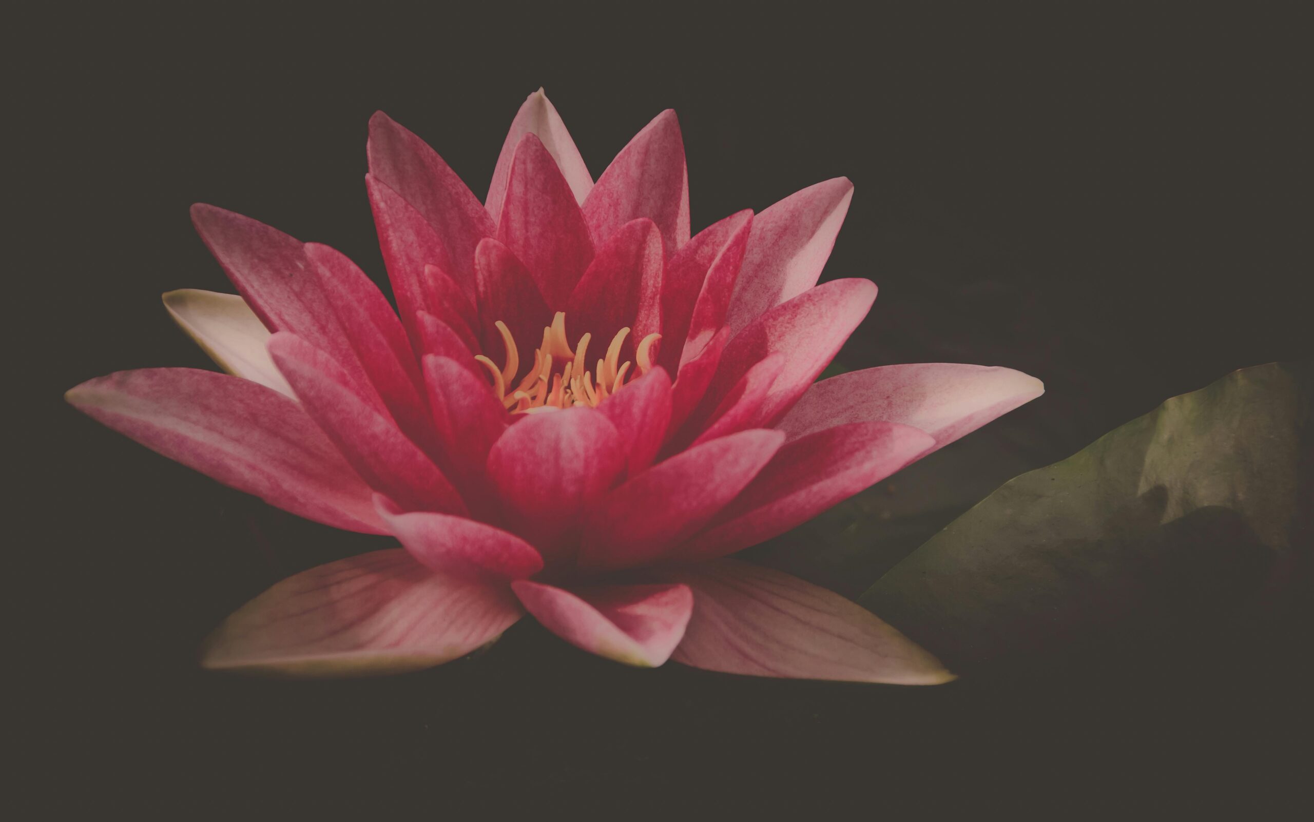 A stunning pink water lily flower in full bloom against a dark background.