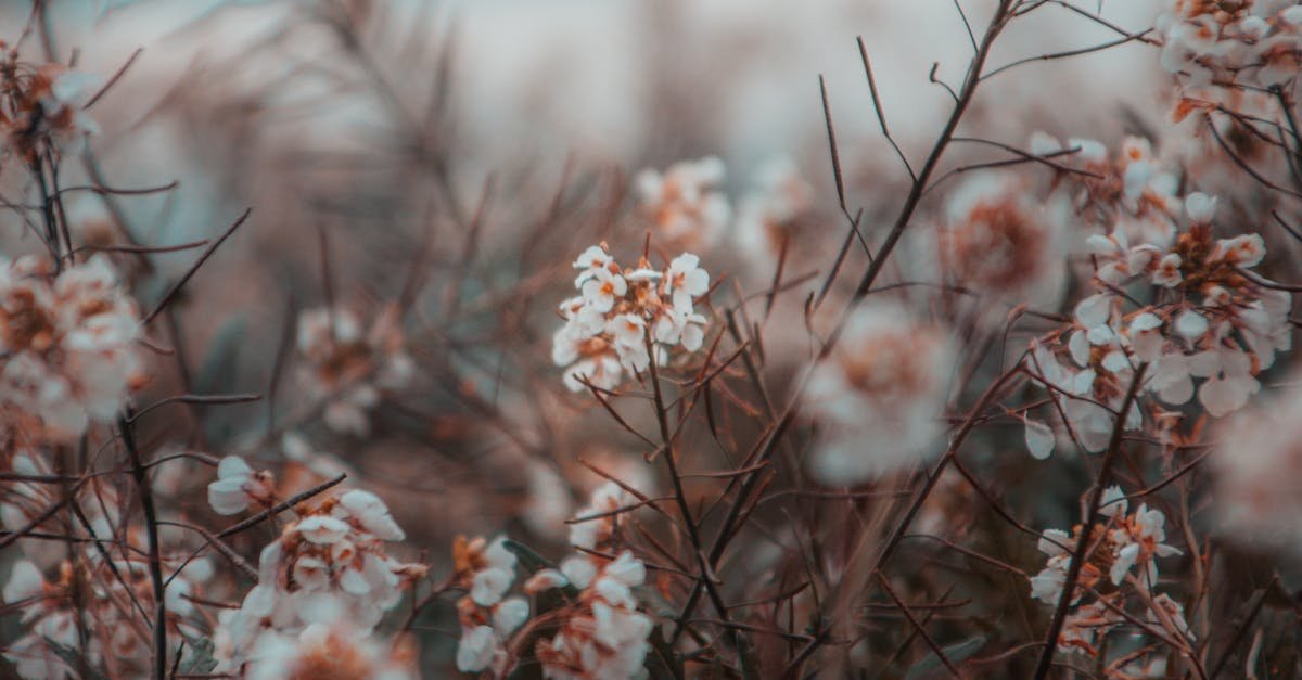 Captivating dreamy field with delicate blossoms and soft focus.