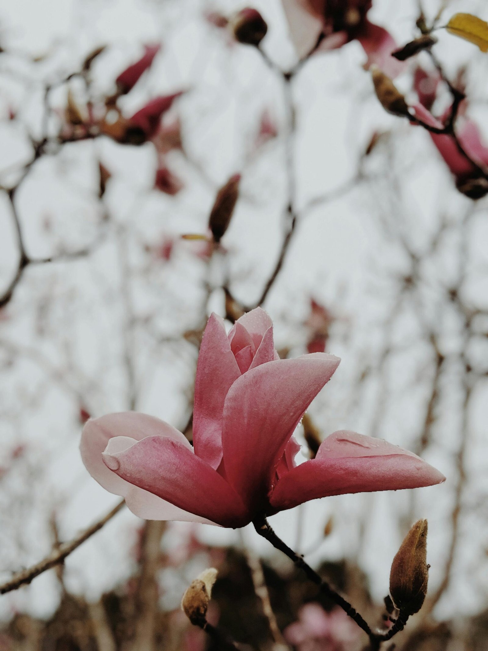 A vivid close-up of pink magnolia blossoms in full bloom, symbolizing spring in Maleny, Australia.