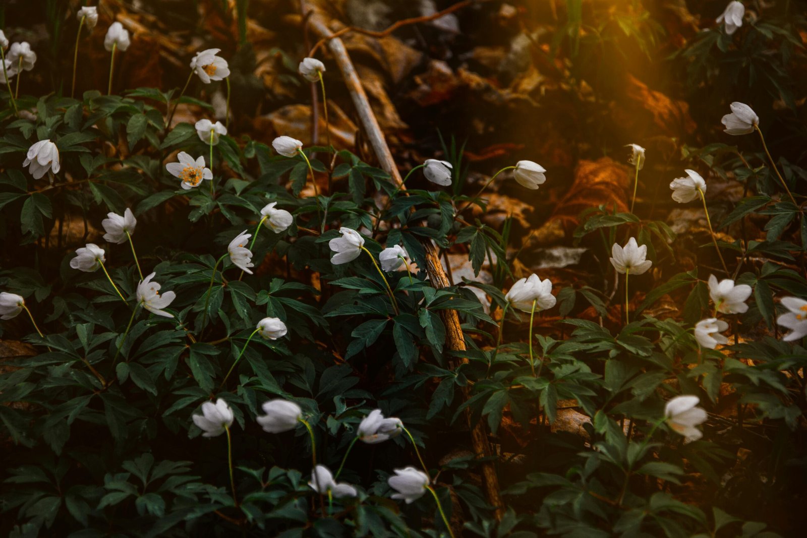 A cluster of snowdrops blooming in a warm, sunlit forest setting, with rich foliage.